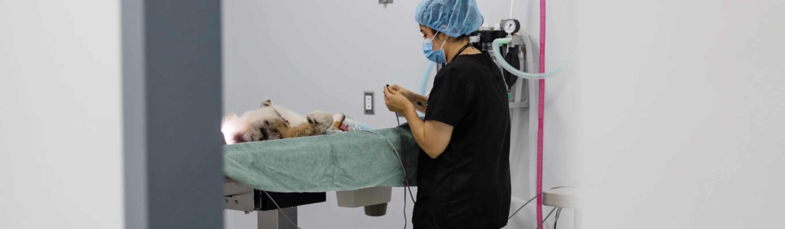Staff member caring for a dog on an operating table